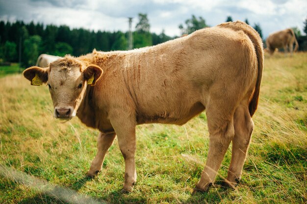 Colpo del primo piano di una mucca in un prato verde che guarda avanti - perfetto per uno sfondo