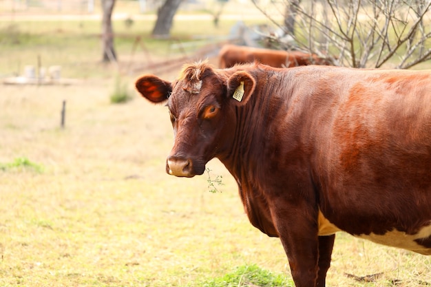 Colpo del primo piano di una mucca marrone