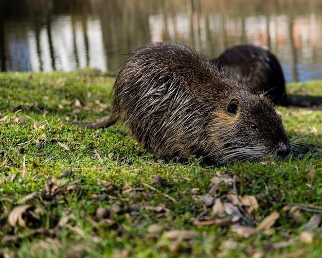 Colpo del primo piano di una nutria sull'erba verde accanto a un lago con la riflessione degli alberi