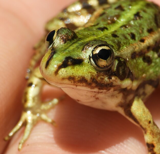 Colpo del primo piano di una persona che tiene una piccola rana della piscina sotto le luci