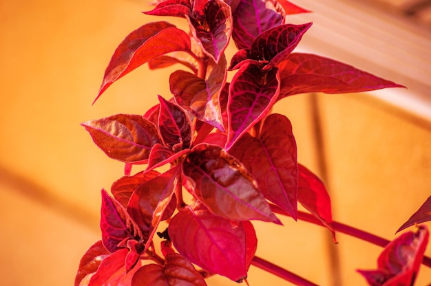 Colpo del primo piano di una pianta con foglie rosse su uno sfocato