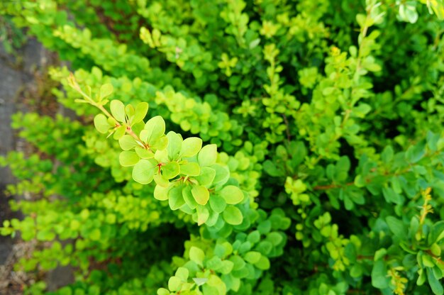Colpo del primo piano di una pianta con foglie verdi - ottimo per uno sfondo