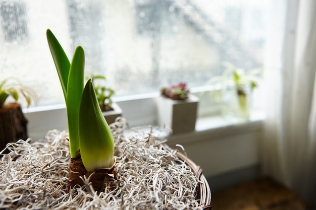 Colpo del primo piano di una pianta d'appartamento in un vaso di fiori vicino alla finestra
