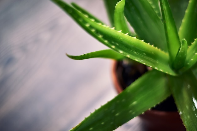 Colpo del primo piano di una pianta di aloe vera in una pentola di terracotta su una superficie di legno