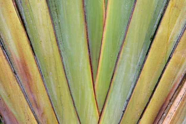 Colpo del primo piano di una pianta verde lascia lo sfondo