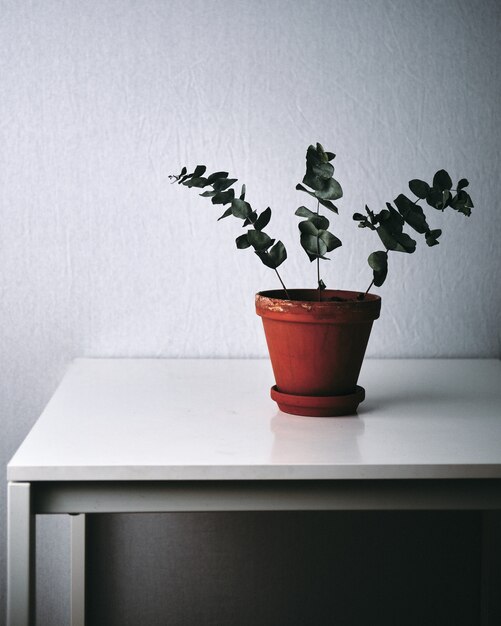 Colpo del primo piano di una pianta verde su un tavolo bianco a casa