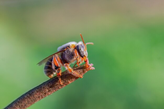 Colpo del primo piano di una piccola ape appollaiata su una canna