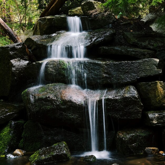 Colpo del primo piano di una piccola cascata sulle pietre nella foresta