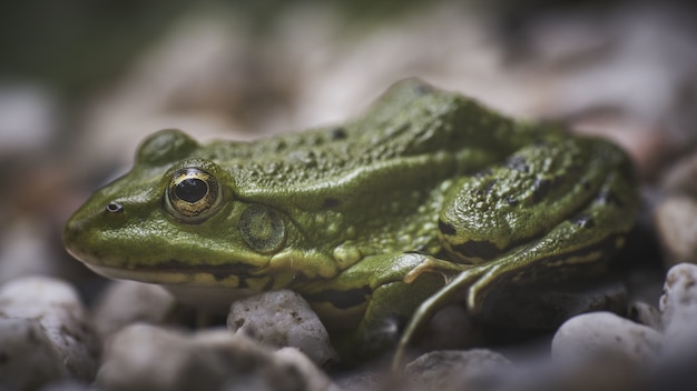 Colpo del primo piano di una rana verde che si siede sui piccoli ciottoli bianchi