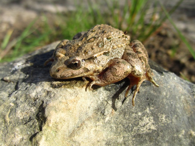 Colpo del primo piano di una rana verniciata mediterranea accanto a una foglia su una roccia