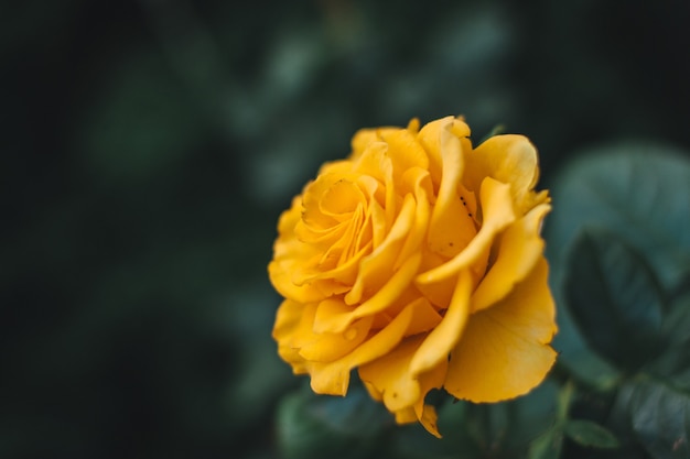 Colpo del primo piano di una rosa gialla durante il giorno