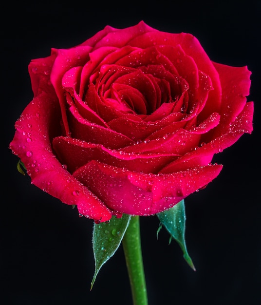 Colpo del primo piano di una rosa rossa con rugiada in cima su un nero