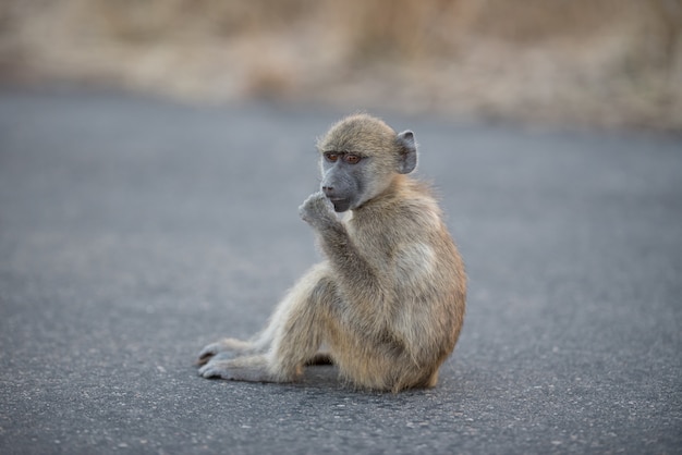 Colpo del primo piano di una scimmia del babbuino del bambino che si siede sulla strada