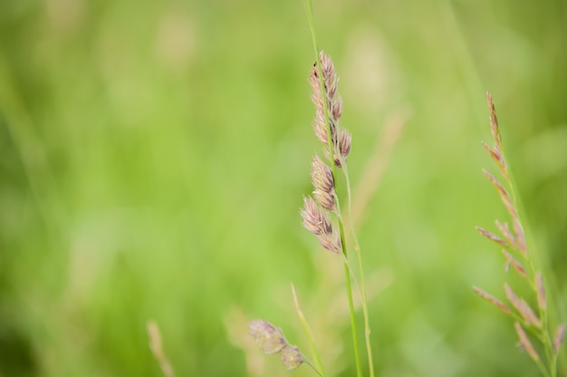 Colpo del primo piano di una splendida vegetazione in campagna