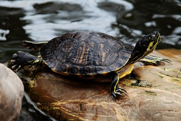 Colpo del primo piano di una tartaruga con le orecchie rosse Trachemys scripta elegans che riposa su una roccia vicino all'acqua