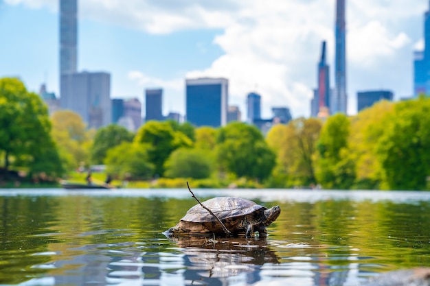 Colpo del primo piano di una tartaruga in uno stagno nel Central Park, New York, Stati Uniti d'America