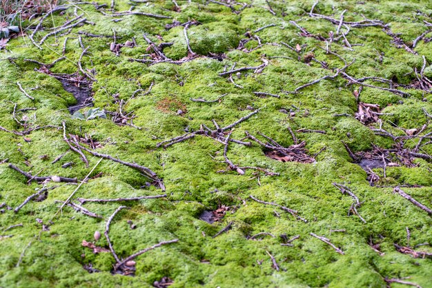 Colpo del primo piano di una terra verde ricoperta di muschio in una foresta