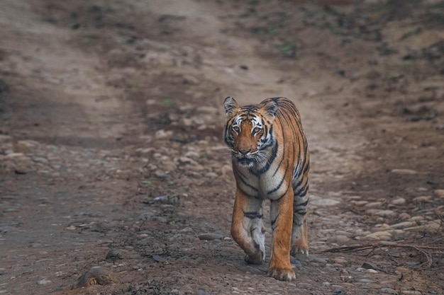 Colpo del primo piano di una tigre catturata nel deserto