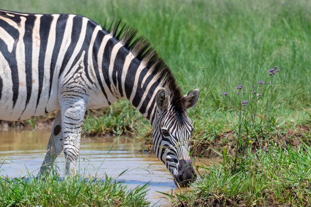 Colpo del primo piano di una zebra assetata che beve sullo stagno