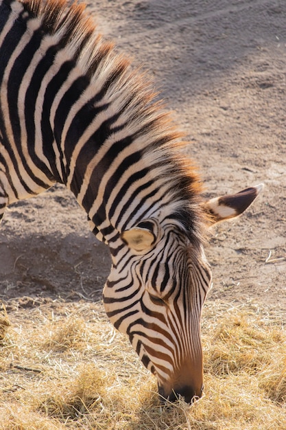 Colpo del primo piano di una zebra che mangia fieno in uno zoo con una bella visualizzazione delle sue strisce