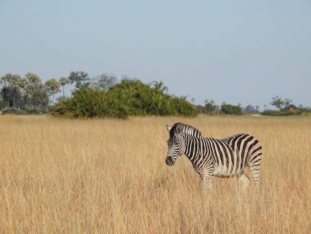 Colpo del primo piano di una zebra Okavango Delta, Botswana
