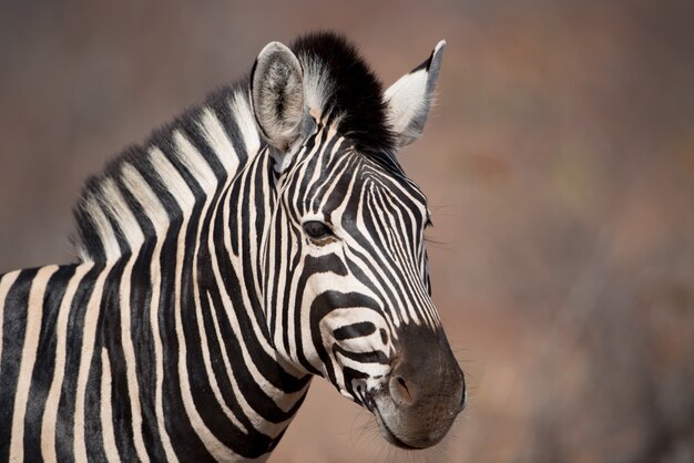 Colpo del primo piano di una zebra