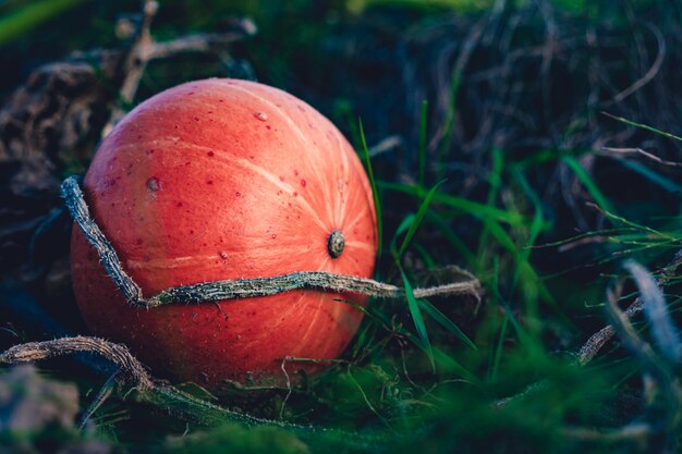 Colpo del primo piano di una zucca al momento del raccolto in un campo