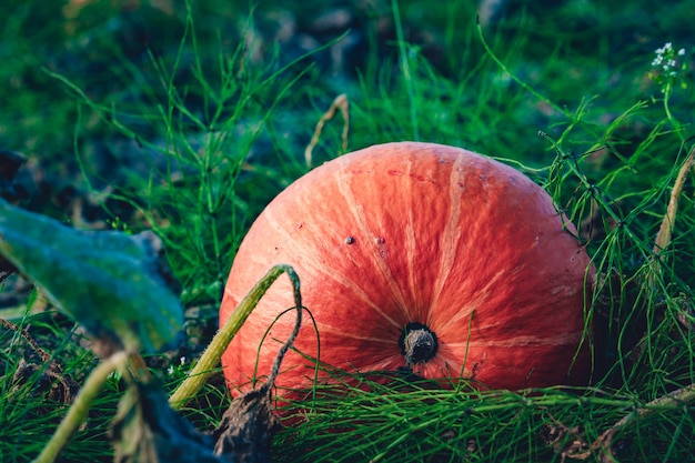 Colpo del primo piano di una zucca al momento del raccolto in un campo