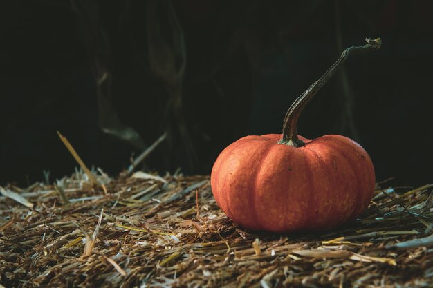 Colpo del primo piano di una zucca fresca sull'erba secca