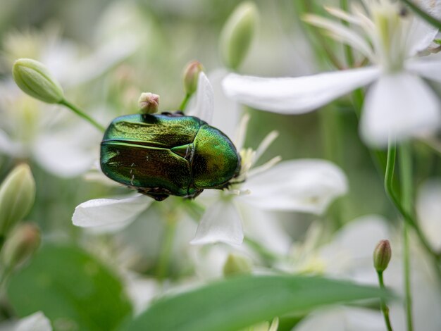 Colpo del primo piano di uno scarabeo di foglia