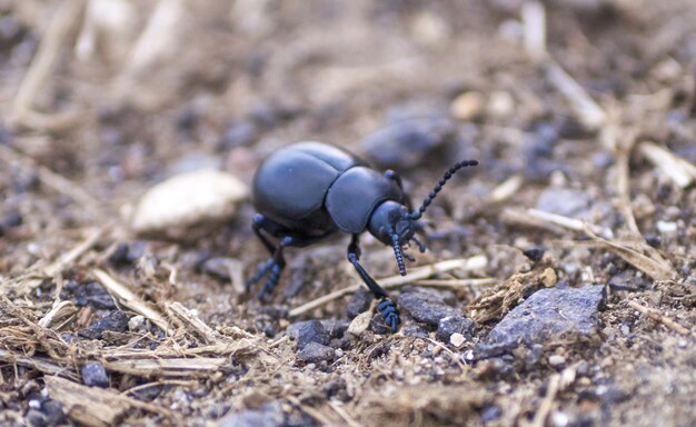 Colpo del primo piano di uno scarabeo stercorario su una terra