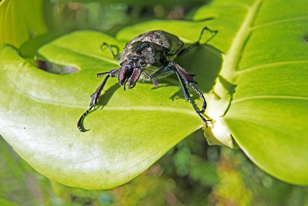 Colpo del primo piano di uno scarabeo su una foglia