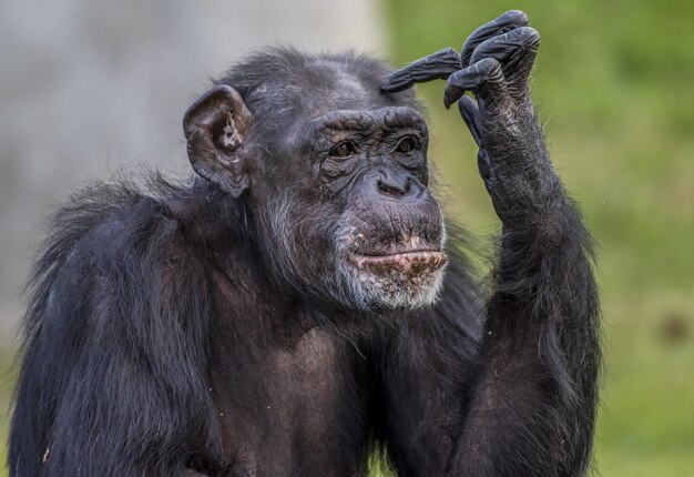 Colpo del primo piano di uno scimpanzé che fa una postura di pensiero