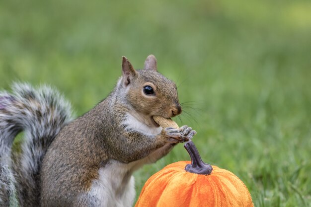 Colpo del primo piano di uno scoiattolo accanto a una zucca che mangia un'arachide