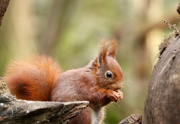 Colpo del primo piano di uno scoiattolo che mangia nocciola su uno sfondo sfocato
