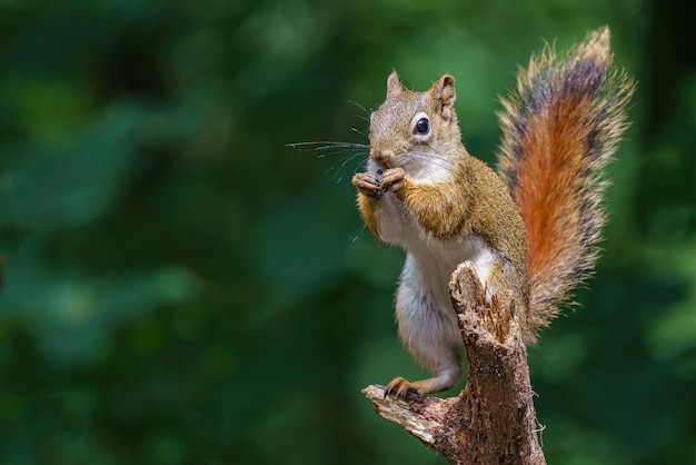 Colpo del primo piano di uno scoiattolo europeo che mangia un'arachide