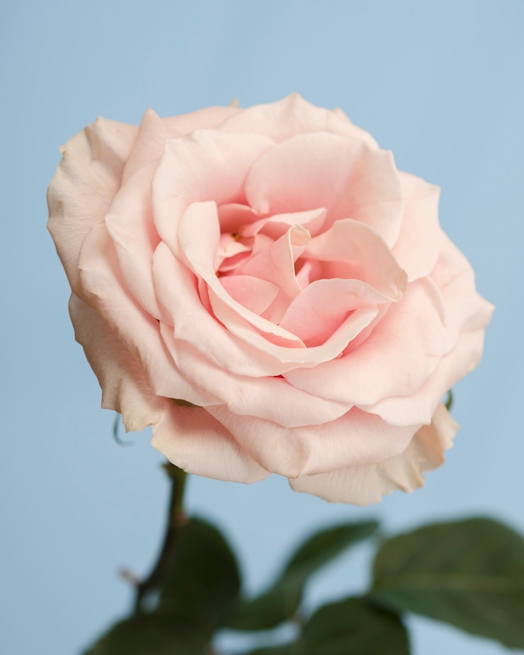 Foto gratuito colpo dello studio di rosa delicata