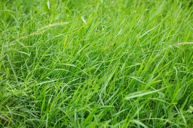 Colpo di alto angolo della bella erba verde che copre un prato catturato alla luce del giorno