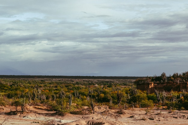 Colpo di alto angolo delle piante selvatiche esotiche che crescono tra le rocce nel deserto di Tatacoa, Colombia