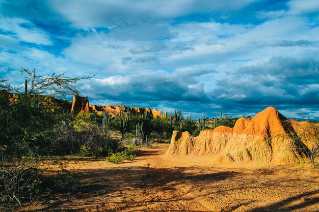 Colpo di alto angolo delle piante selvatiche esotiche che crescono tra le rocce nel deserto di Tatacoa, Colombia