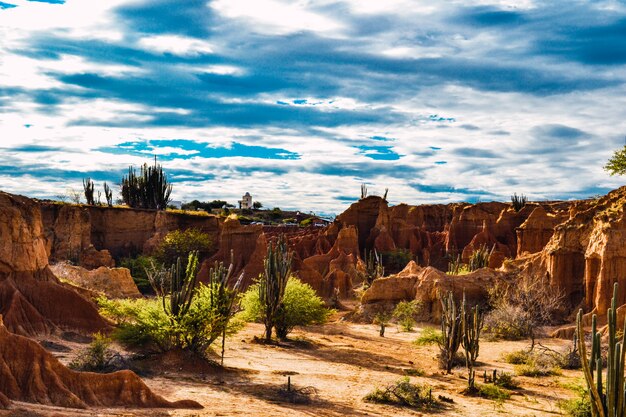 Colpo di alto angolo delle piante selvatiche esotiche che crescono tra le rocce nel deserto di Tatacoa, Colombia