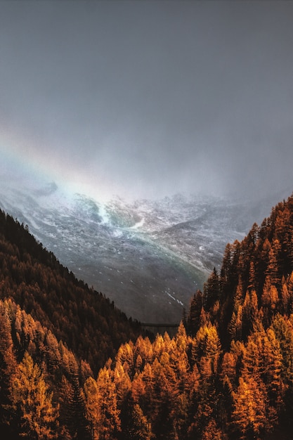 Colpo Di Alto Angolo Di Alberi