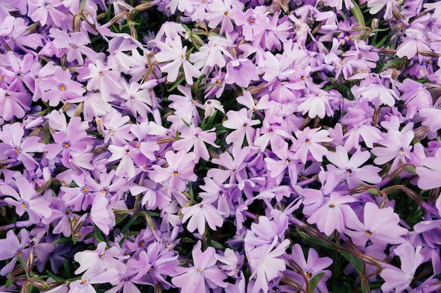 Colpo di alto angolo di bellissimi fiori viola in un campo catturato in una giornata di sole