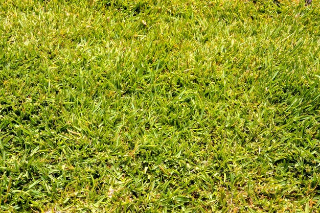 Colpo di alto angolo di erba verde durante il giorno