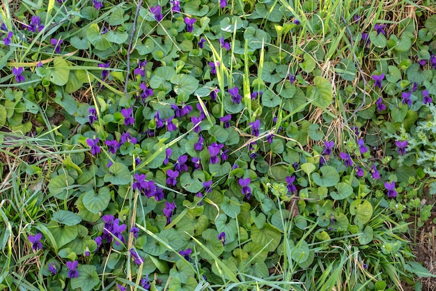 Colpo di alto angolo di fiori viola e foglie verdi durante il giorno