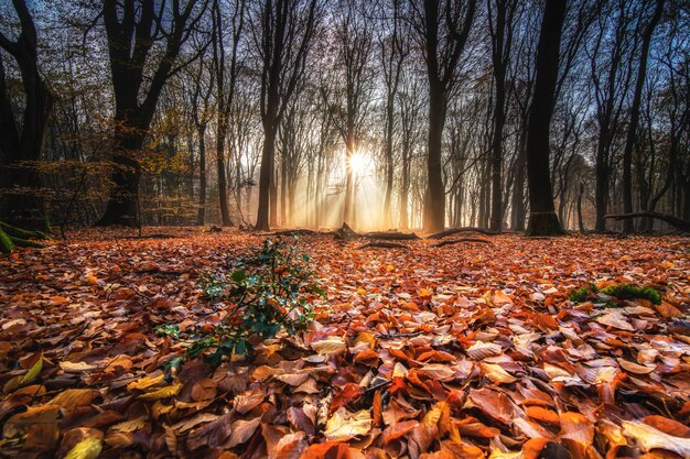 Colpo di alto angolo di foglie rosse di autunno sul terreno in una foresta con alberi sul retro al tramonto