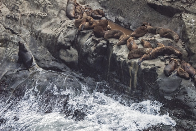 Colpo di alto angolo di guarnizioni che pongono su una roccia vicino all'acqua