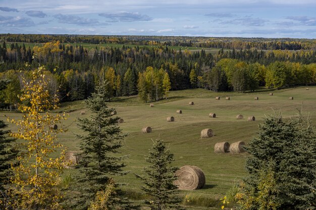 Colpo di alto angolo di rotoli di fieno su un campo vicino agli alberi a Clearwater, Canada