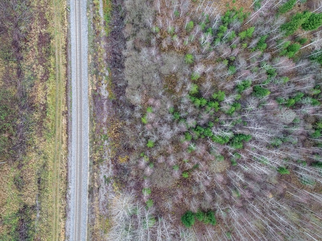 Colpo di alto angolo di splendidi alberi in una foresta vicino a una strada