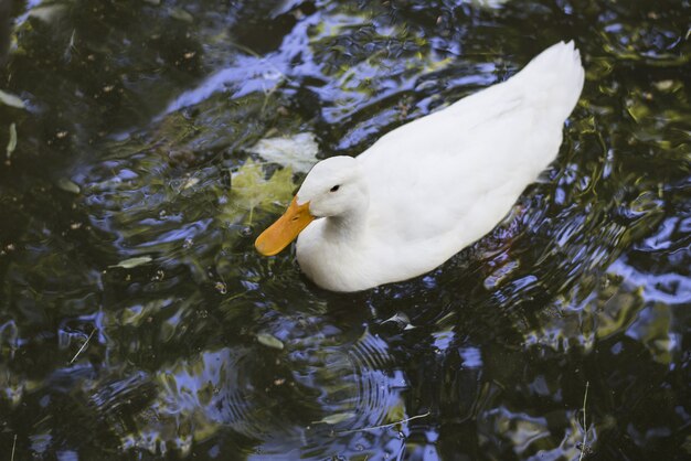 Colpo di alto angolo di un'anatra Pekin americana bianca che nuota in uno stagno